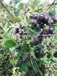 Aroniabeeren