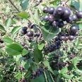 Aroniabeeren