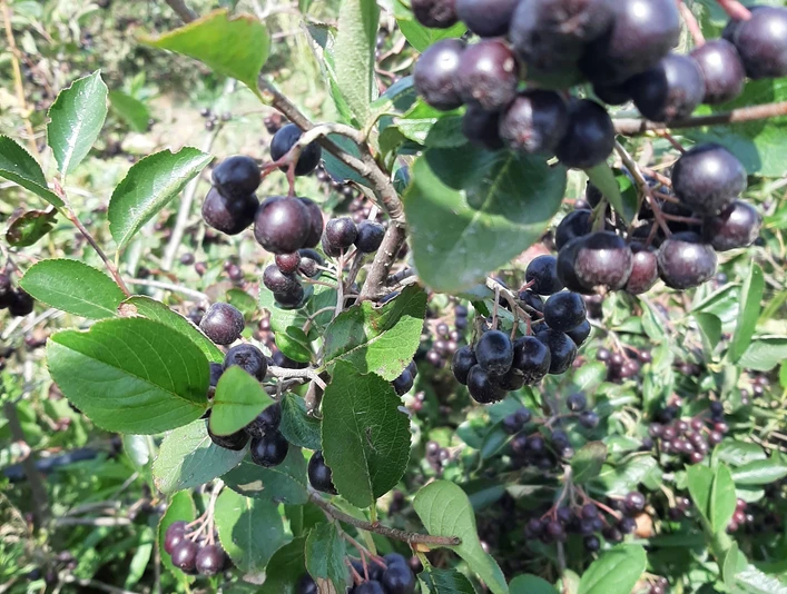 Aroniabeeren