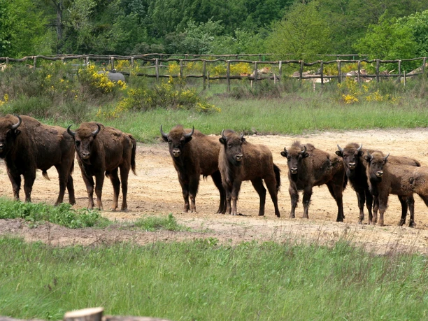 Wisente in der Döberitzer Heide