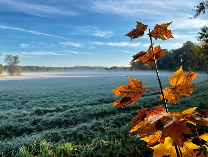Wierichwiesen im Herbst