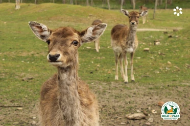 Wildpark Frankfurt (Oder)