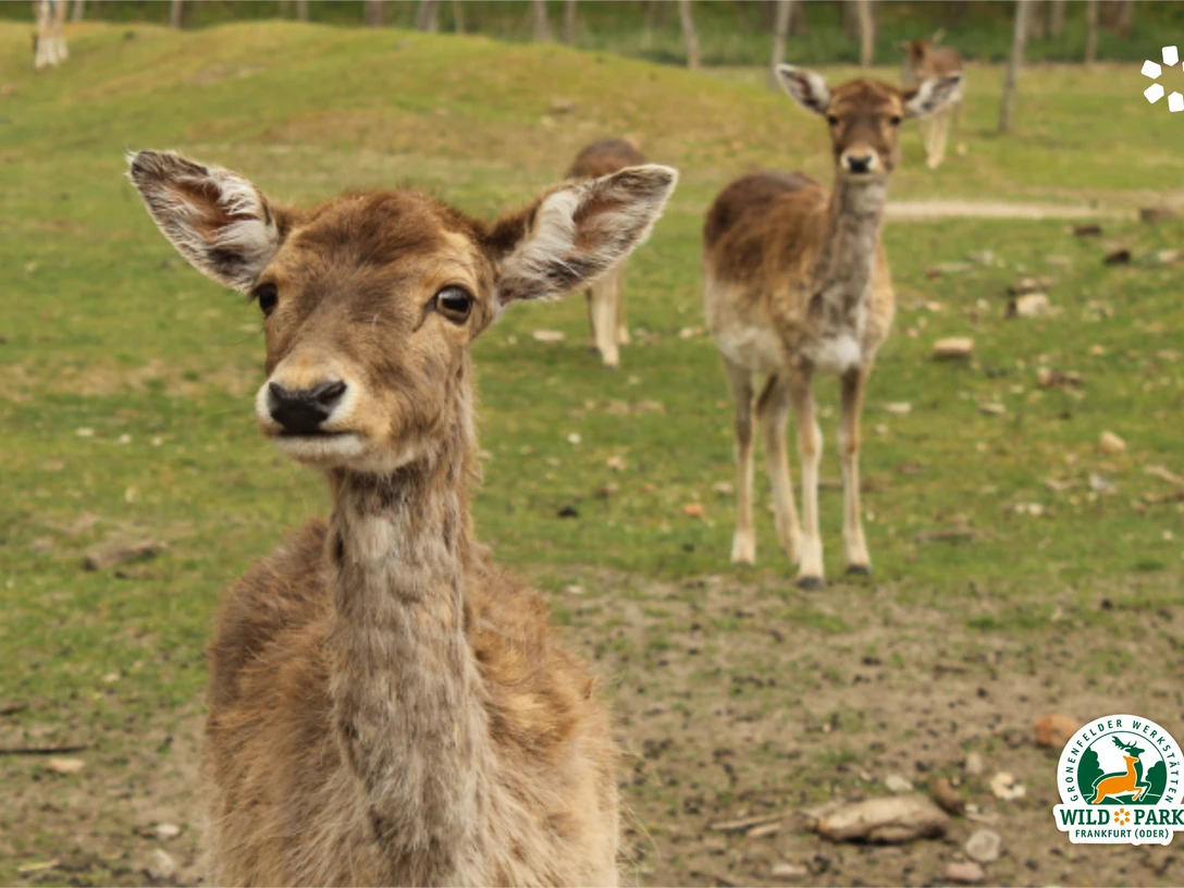 Wildpark Frankfurt (Oder)