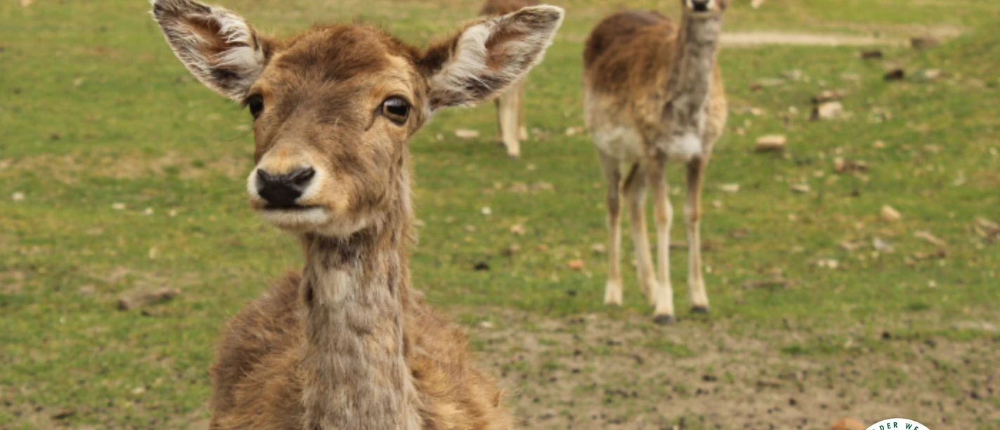 Wildpark Frankfurt (Oder)