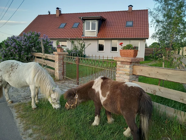 Ferienhaus Spree-Alpakas