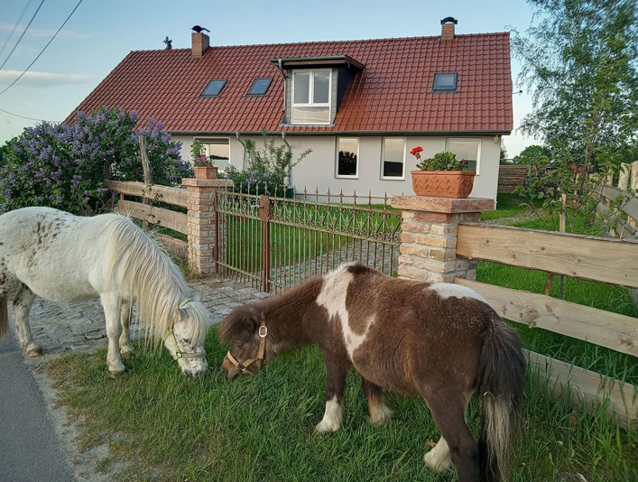 Ferienhaus Spree-Alpakas