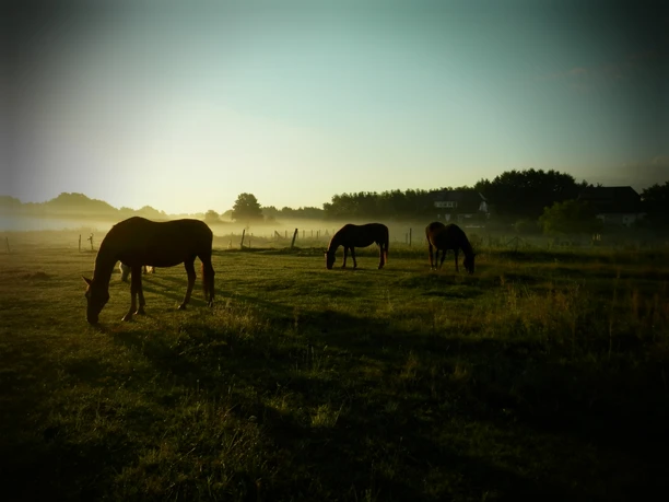 Pferde auf der Koppel