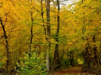 Weg durch Stadtforst