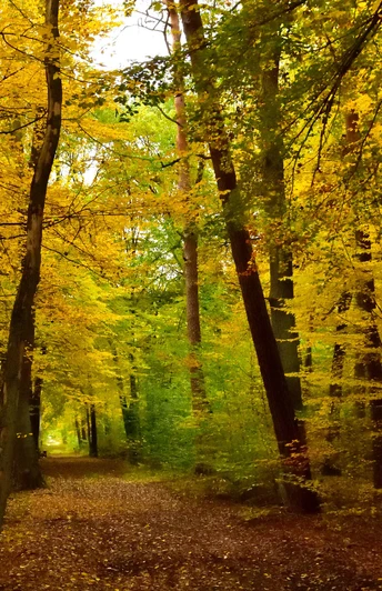 Rathenower Stadtforst