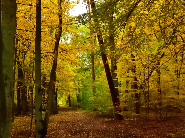 Rathenower Stadtforst