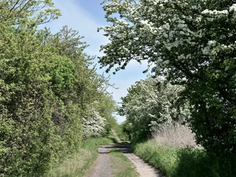 Wanderweg im Gränert