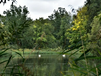 Schwäne auf dem Fischteich