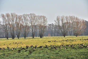 Gänse am Naturlehrpfad