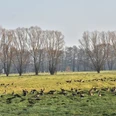 Gänse am Naturlehrpfad