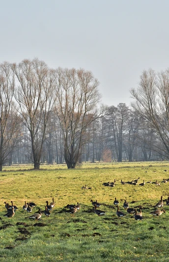 Gänse am Naturlehrpfad