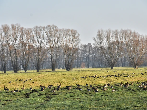 Gänse am Naturlehrpfad