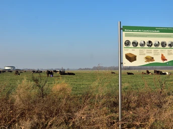 Kühe am Naturlehrpfad