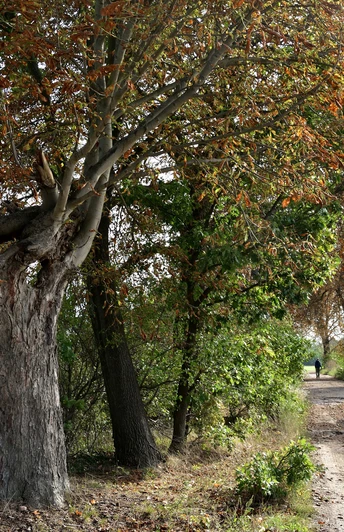 Kastanienallee am Telegrphenrundweg