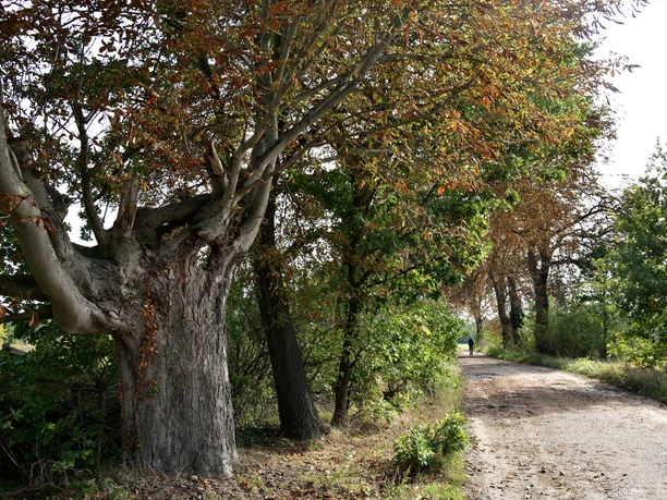 Kastanienallee am Telegrphenrundweg