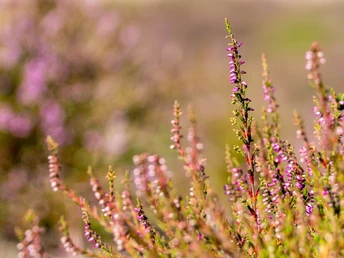 Heideblüte am Saarmunder Berg