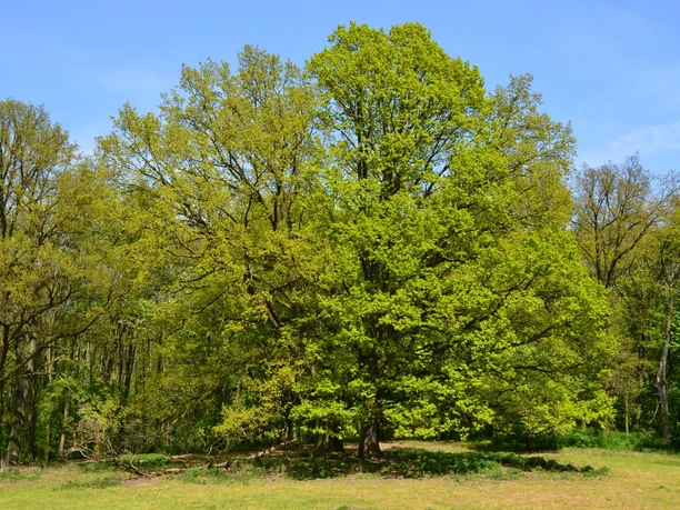 Trebnitzer Schlosspark