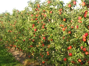 Plantage Obsthof Lindicke