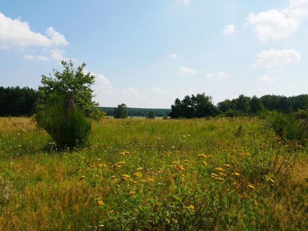 Hutelandschaft Altranft