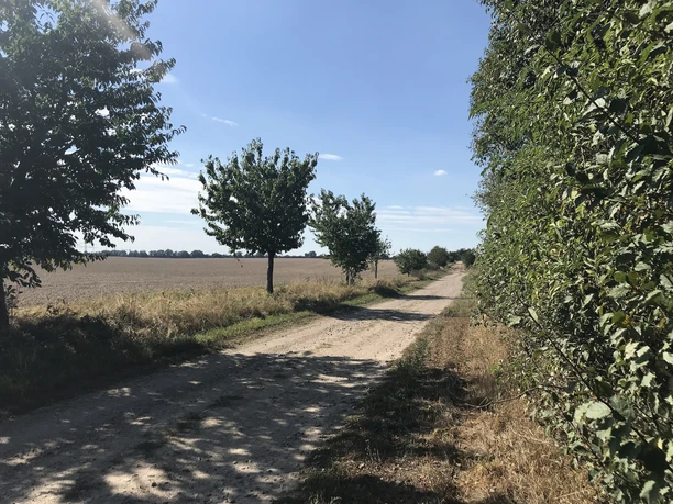 Älteste Obstbaumallee in Tempelberg