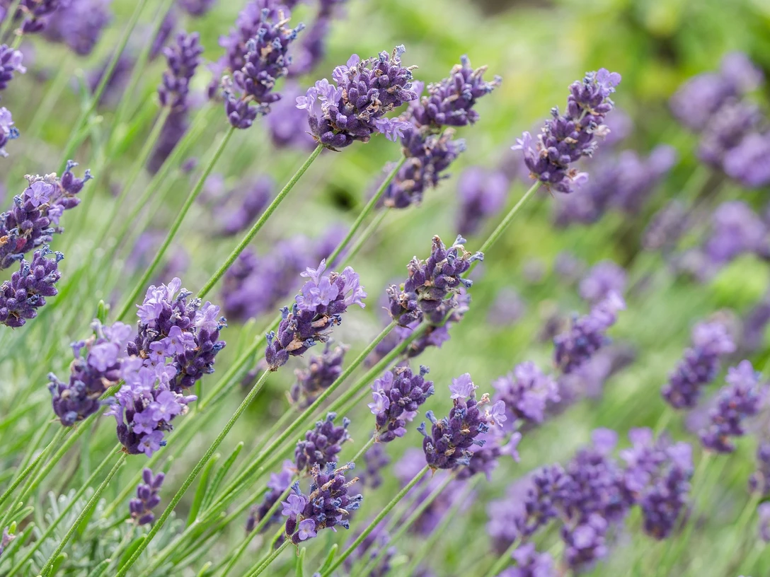 Lavendel