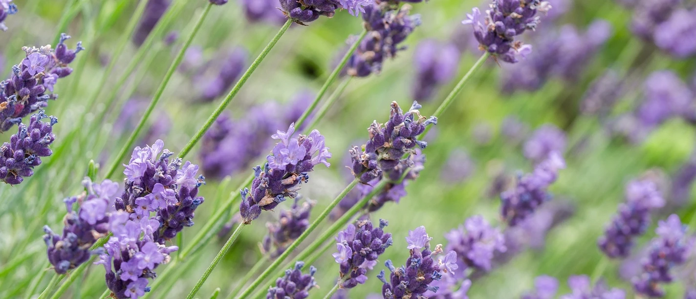 Lavendel
