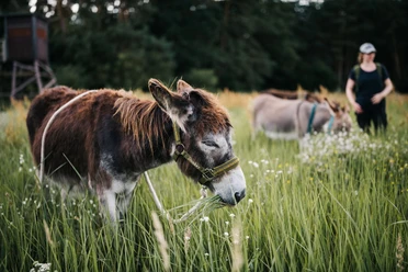 Eselfreunde Havelland