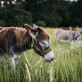 Eselfreunde Havelland