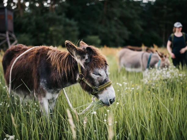 Eselfreunde Havelland