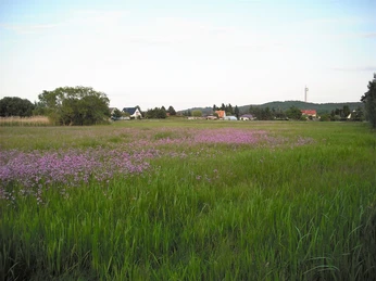 Dossewiese bei Rhinow