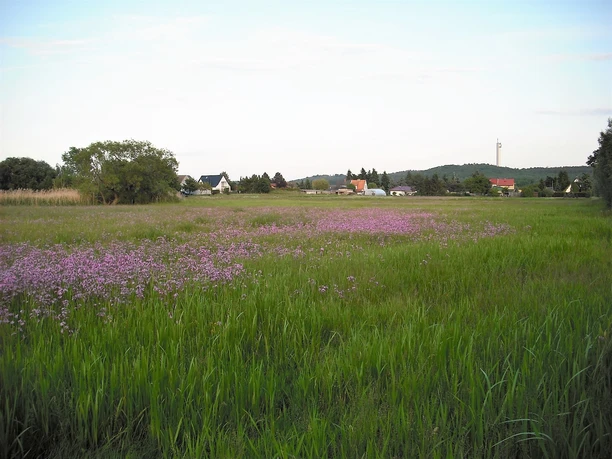 Dossewiese bei Rhinow