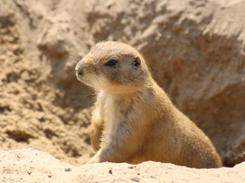 Wildpark Rosengarten
