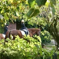 Reiten im Grünen