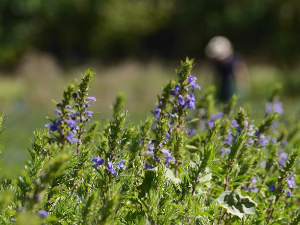 Drachenkopf Feld im Fläming