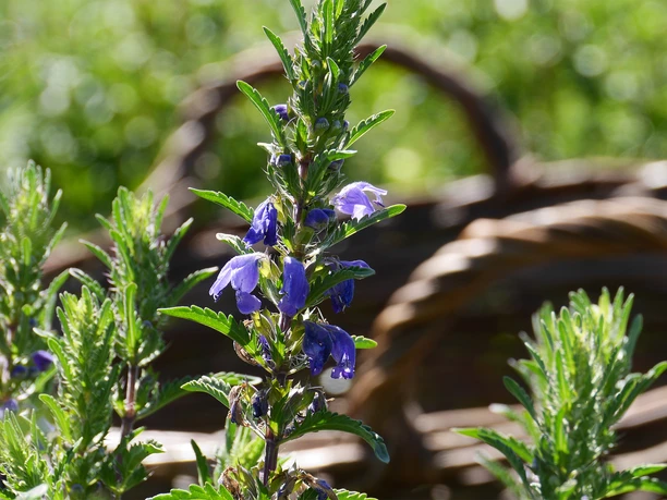 Drachenkopf Anbau im Fläming