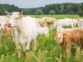Agrargenossenschaft Ranzig eG - Landfleischerei