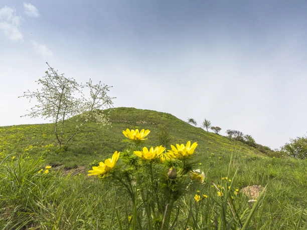 Adonisröschen an den Lebuser Oderbergen
