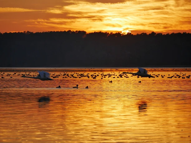 Birdwatching am Scharmützelsee