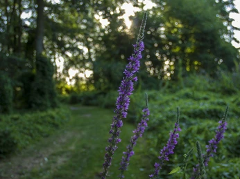 Klostersee Altfriedland
