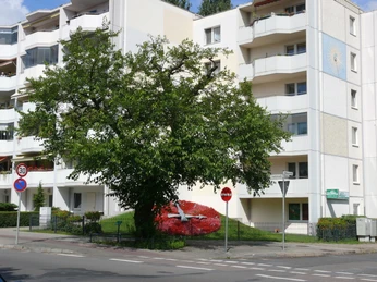 Maulbeerbaum und Blumenuhr in Erkner