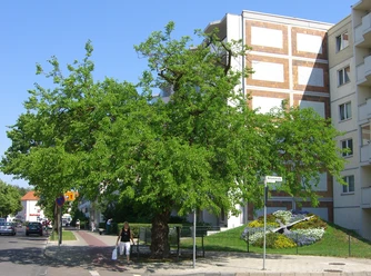 Maulbeerbaum und Blumenuhr in Erkner