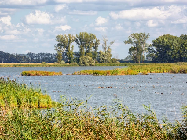 Altfriedländer Teiche