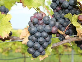 Weingut Klosterhof Töplitz