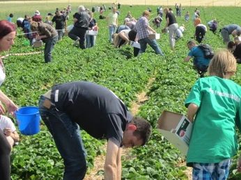 Erdbeer Selbstpflücke