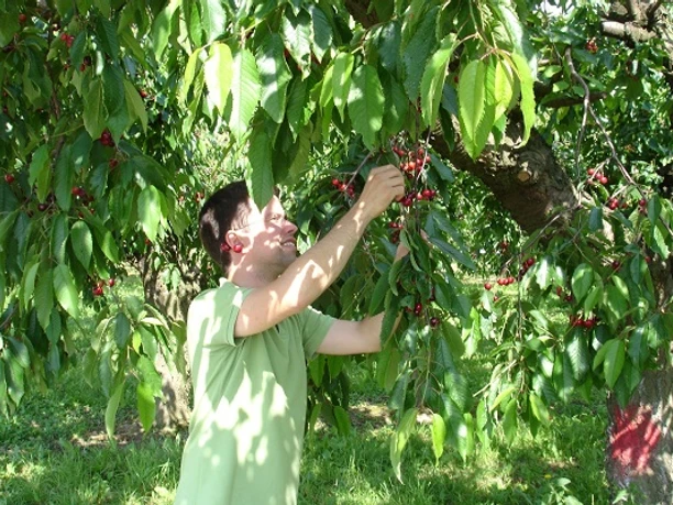 Kirsch Selbstpflücke