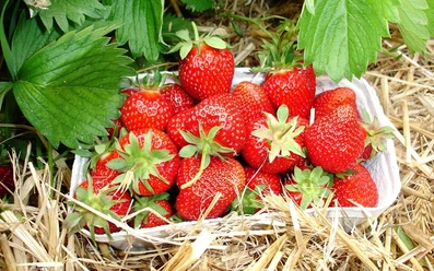 Frische Erdbeeren vom Feld